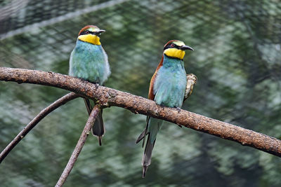 Close-up of birds perching on branch