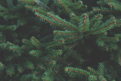 Close-up of pine tree