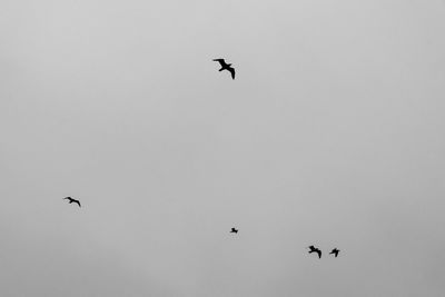 Low angle view of eagle flying against clear sky