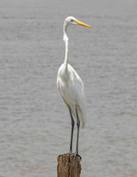 White bird perching on wooden post