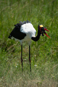 Saddle-billed stork in long grass swallowing frog