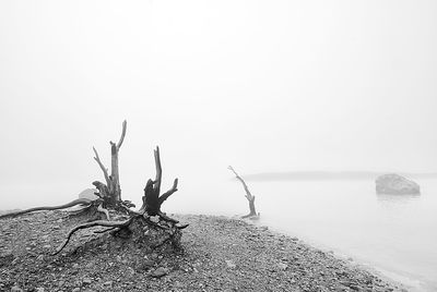 Driftwood on rock by sea against clear sky