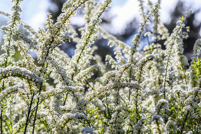 Close-up of frozen flower tree during winter