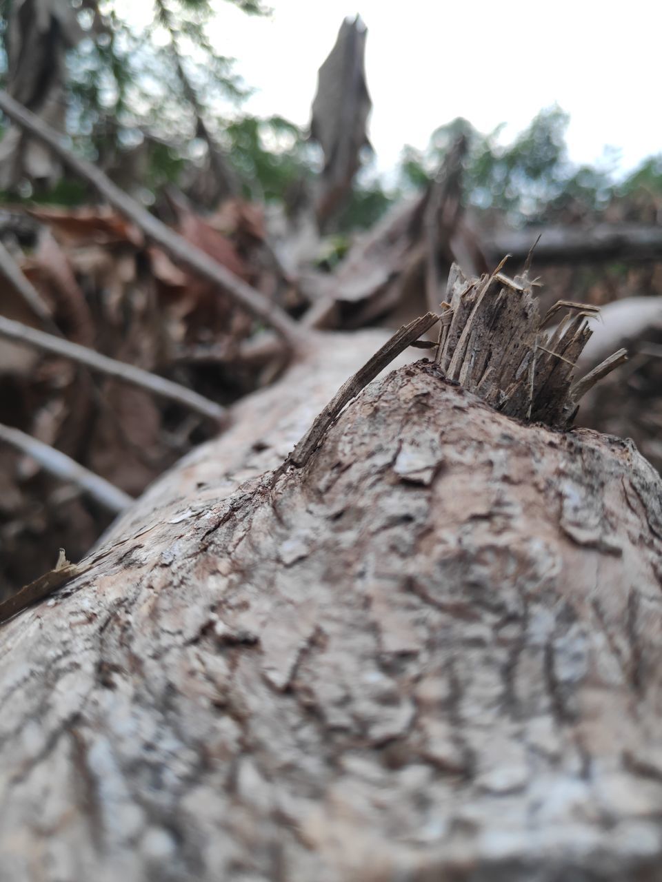 CLOSE-UP OF DEAD TREE TRUNK
