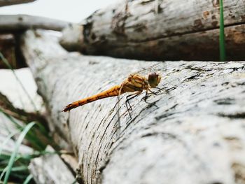 Close-up of insect