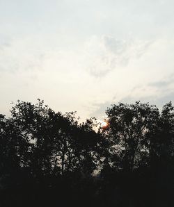 Low angle view of trees against sky