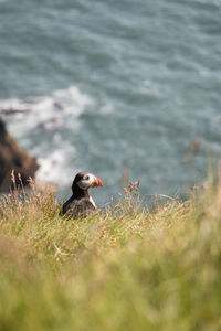 Bird perching on a field