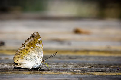 Close-up of butterfly on wood