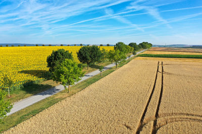 Scenic view of agricultural field against sky