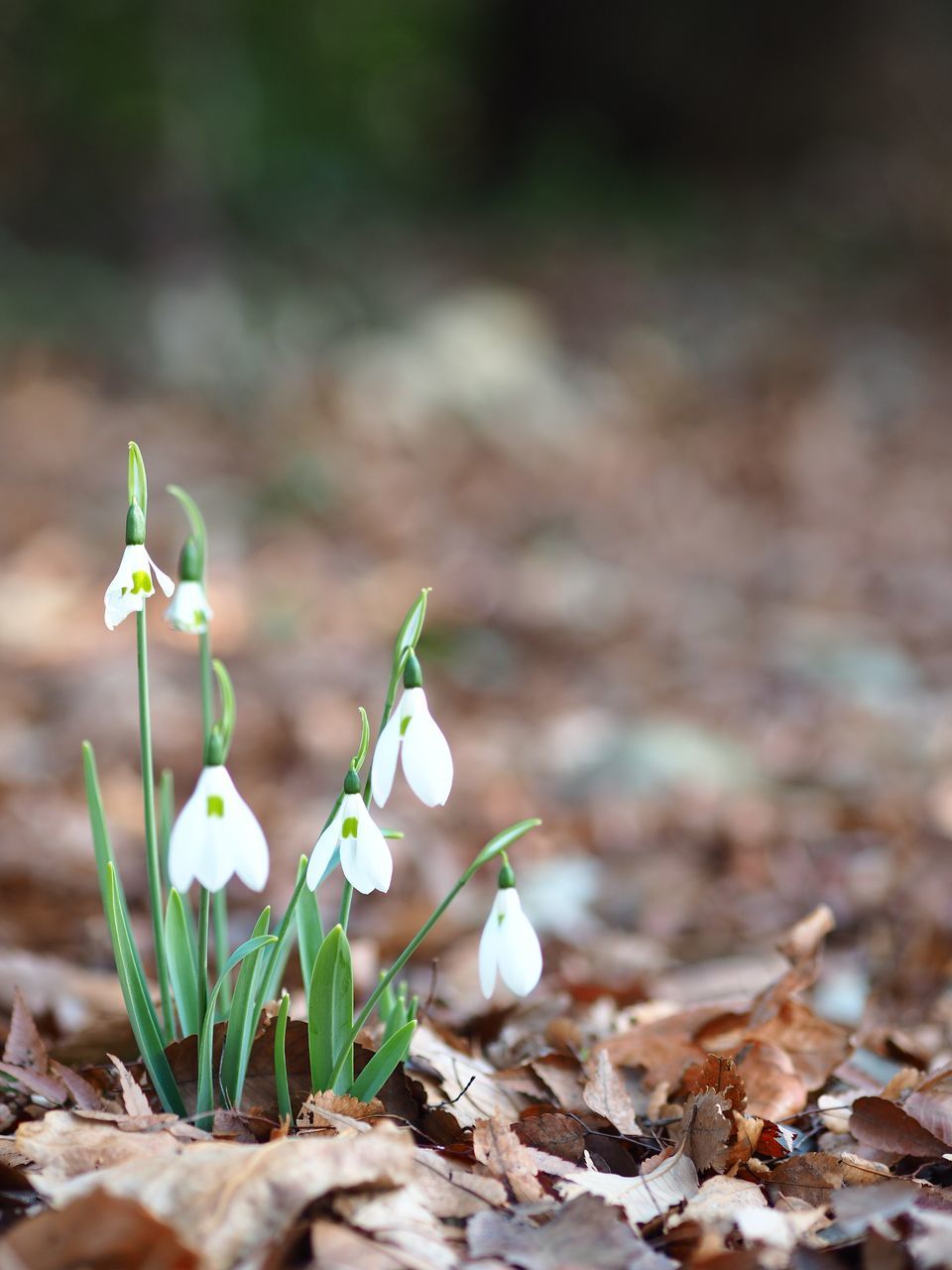 leaf, plant part, growth, close-up, nature, beauty in nature, plant, day, no people, selective focus, snowdrop, field, fragility, vulnerability, green color, land, focus on foreground, outdoors, freshness, flower, leaves