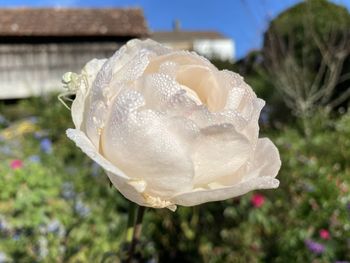 Close-up of wet white rose flower