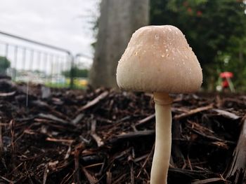 Close-up of mushroom growing outdoors