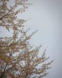 Low angle view of trees against clear sky