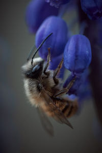 Close-up of insect on flower