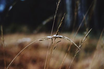 Close-up of crops on field