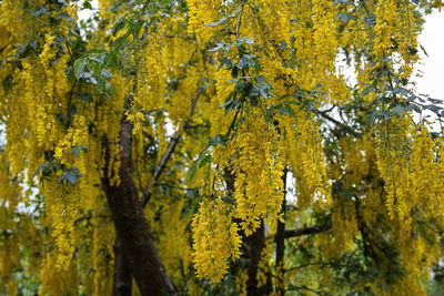 Close-up of yellow autumn tree