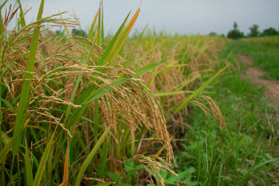 Close-up of crops growing on field against sky