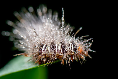 Close-up of flower against black background