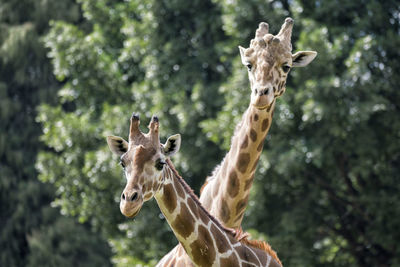 Close-up portrait of giraffe standing on tree