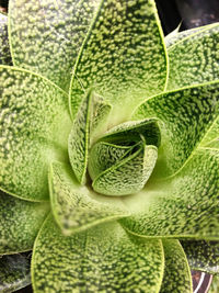 Close-up of succulent plant