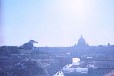 Birds perching on cityscape against clear sky