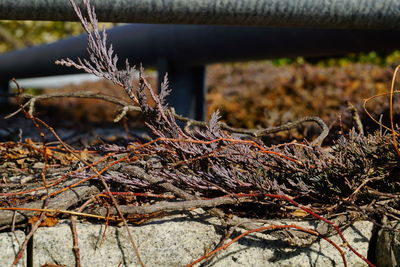 Close-up of branches