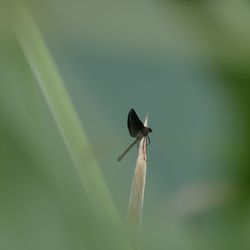 Close-up of insect on leaf