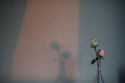 Close-up of flower vase against wall