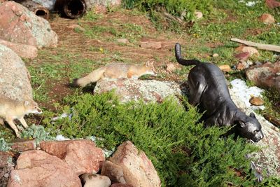 High angle view of dog on rock by water