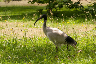 Close up of sacred ibis bird in green grass on sunny day