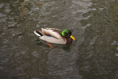 High angle view of duck swimming in lake