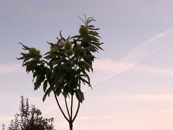 Low angle view of tree against sky at sunset