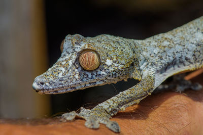 Close-up of lizard