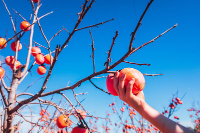 Low angle view of orange tree against blue sky