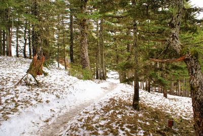 Trees growing in forest