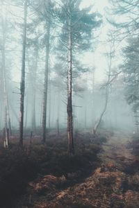 Trees in forest