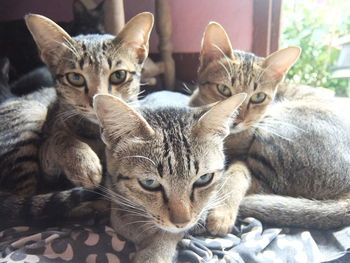 Close-up portrait of tabby cats