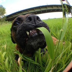 Close-up of dog on grassy field