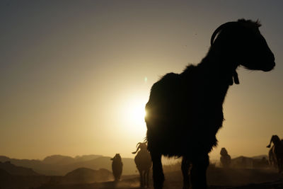 RAM Wadi Rum