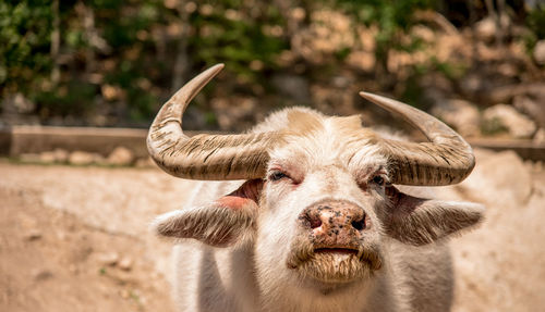 Close-up portrait of buffalo at farm