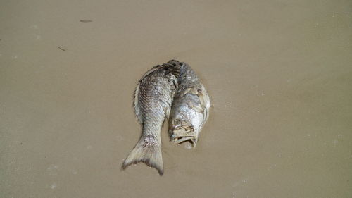 High angle view of fish in lake