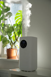 Close-up of potted plant on table