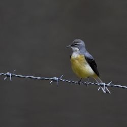 Close-up of a grey wagtail perched on a string of barbed wire