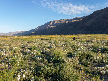 Scenic view of grassy field against sky