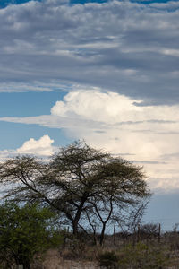 Low angle view of bare trees on field against sky