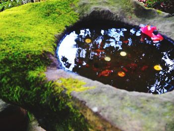 Close-up of water in grass