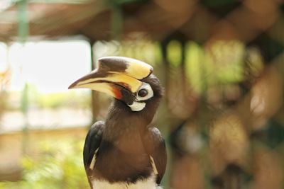 Close-up of bird