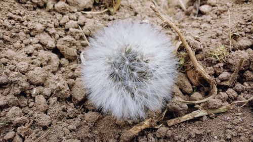 Close-up of flower on field