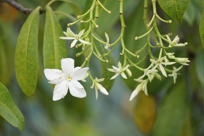 Close-up of white flowering plant