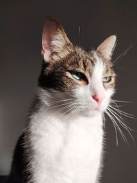 Close-up of a cat looking away